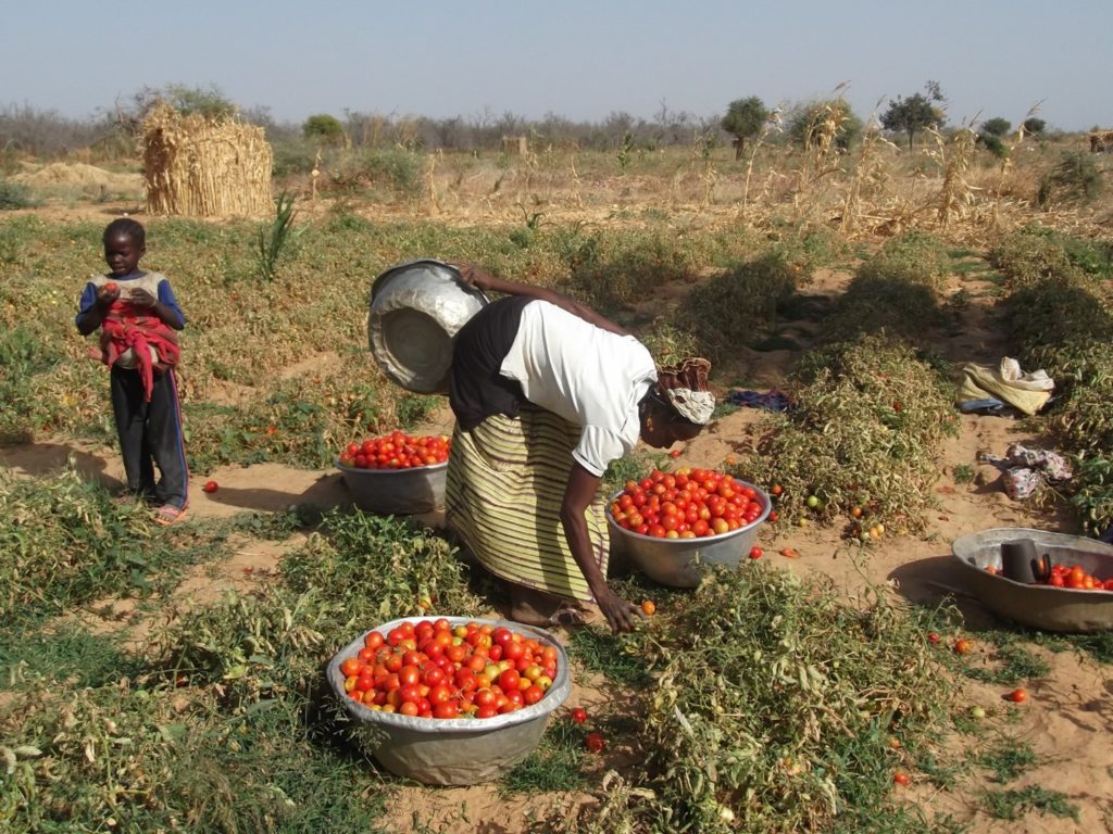 Philea-Burkina-vert-2